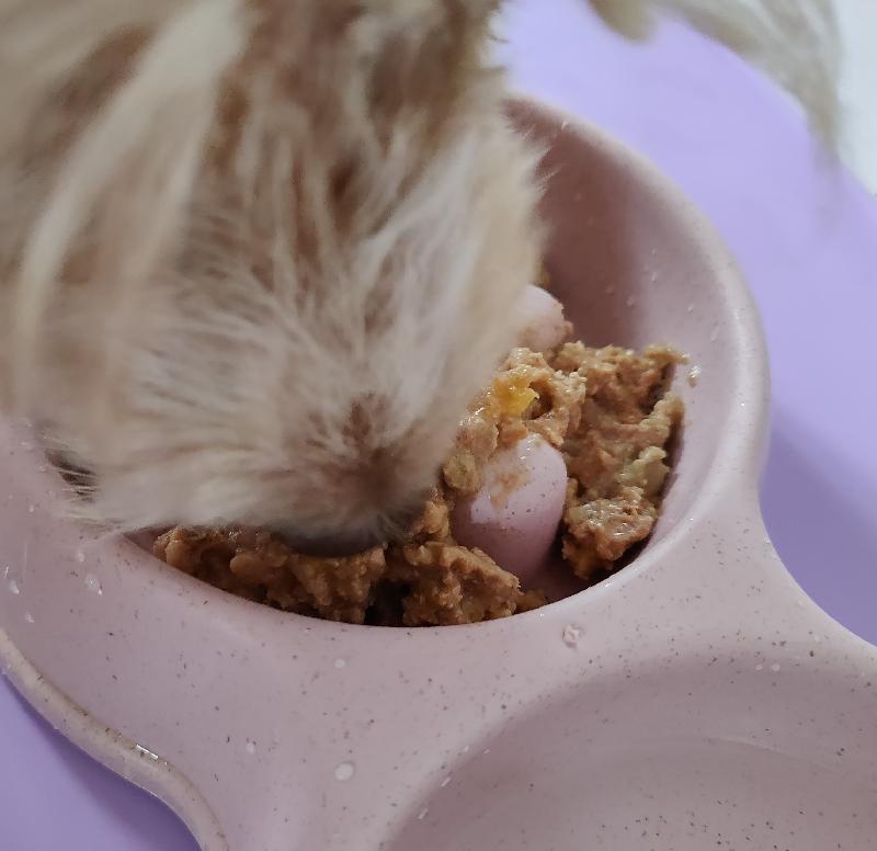 Superb quality wet dog food