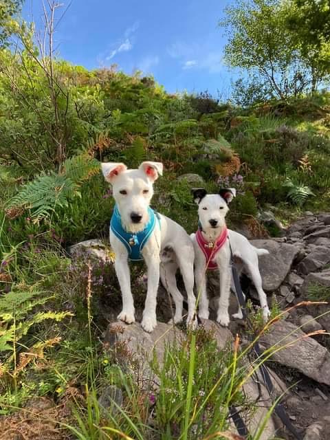 Happy Parson Terriers