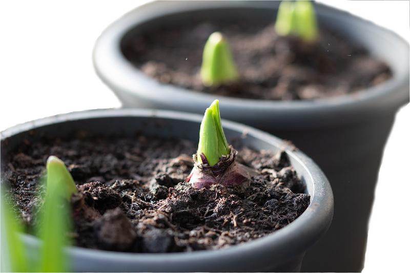 slow delivery but very good quality bulbs
