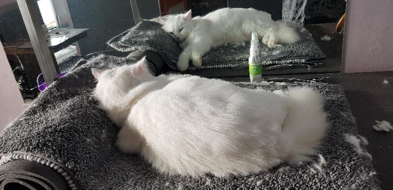 Leo Lounging with the Help of The Calm Cat Spray.