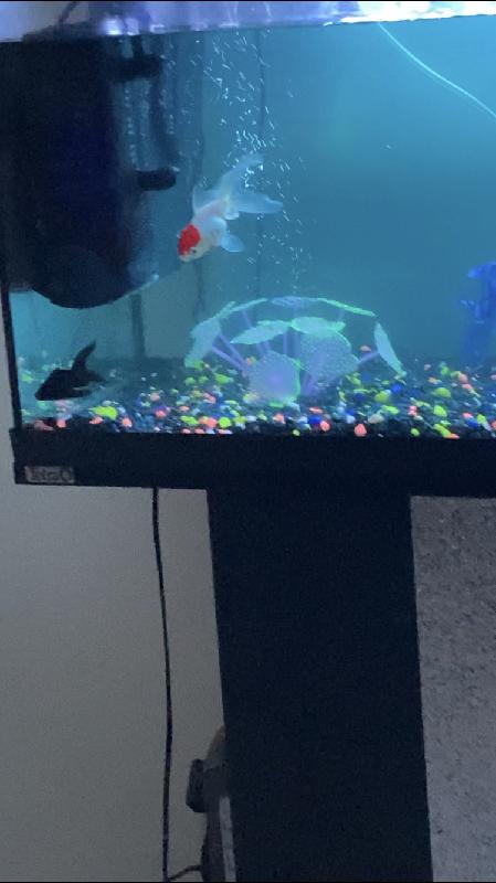 Happy Go Lucky Fish
