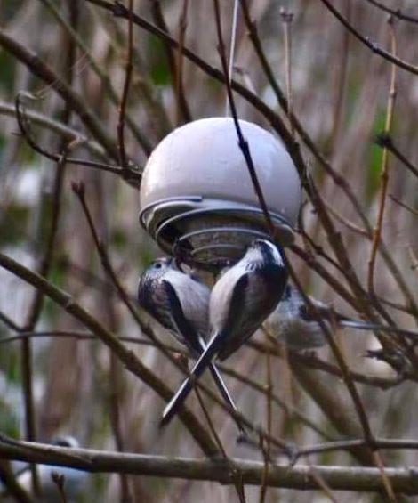 Love the design of the suet bird feeder.