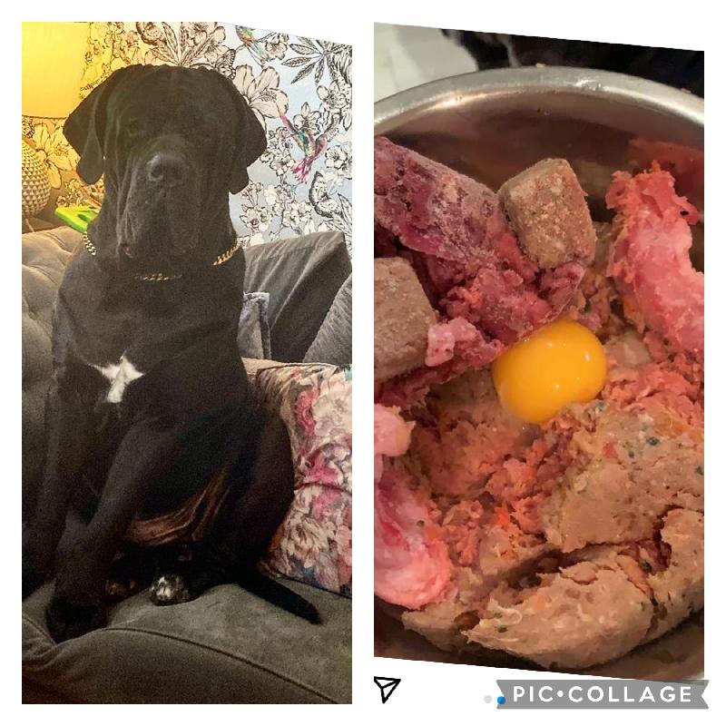 Great food, fantastic service and happy dog ☺️