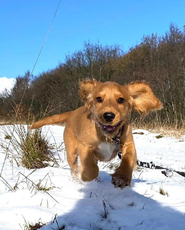 Our puppy Chester WCS loves both the Wet Foods and Digestion Biscuits.