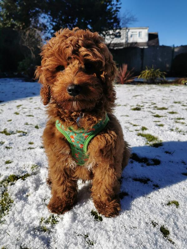 Robin thrives on puppy fuel