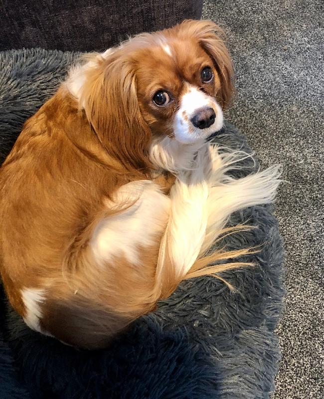 Happy dog, healthy coat