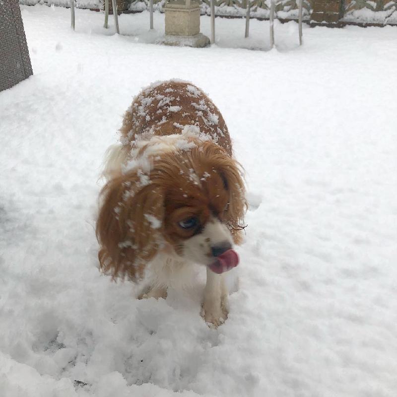 Happy dog, healthy coat