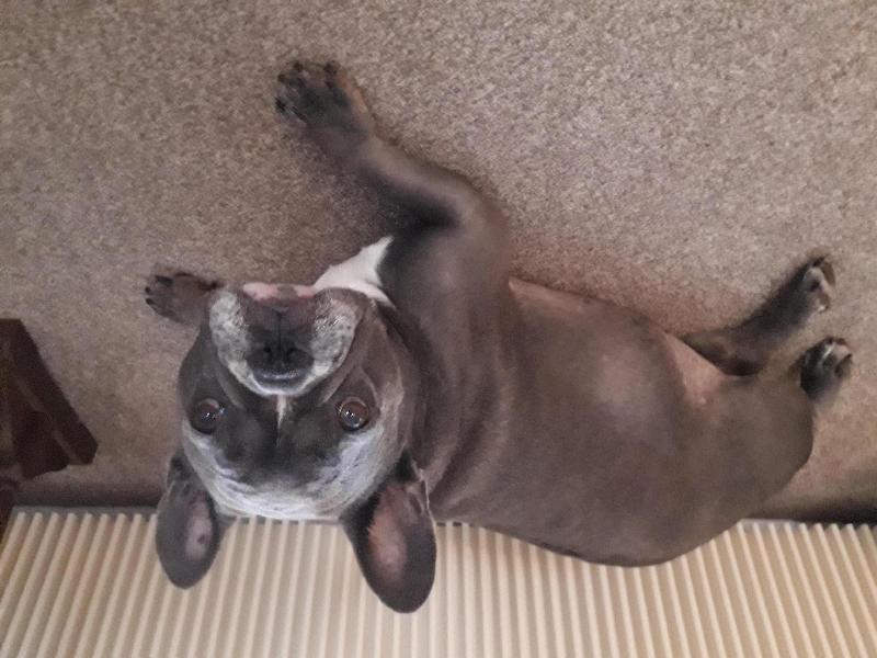 Saving a lot by buying from pet drugs online