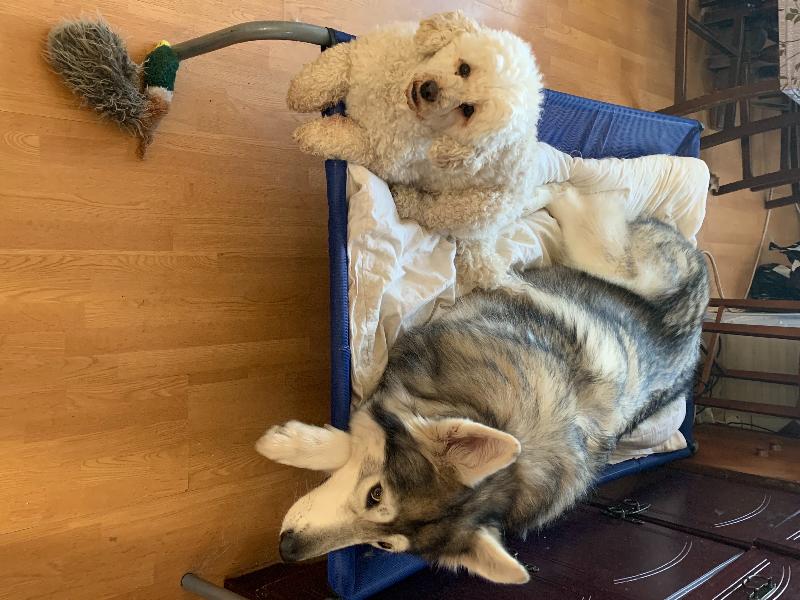Dogs love it