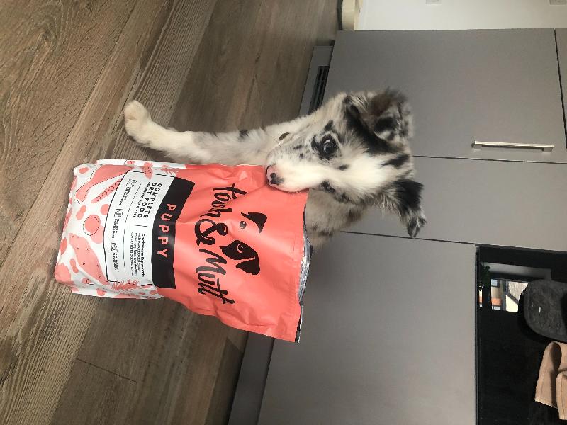 Birder collie puppy went mad!