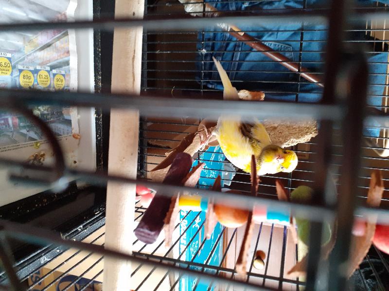 Sweetie bird