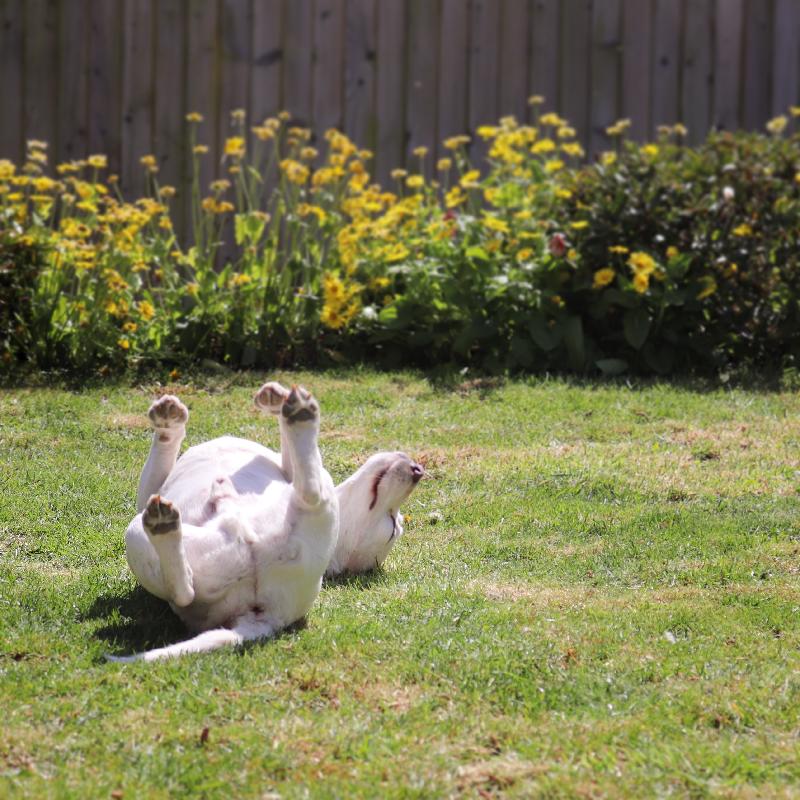 Superfood for super dogs!
