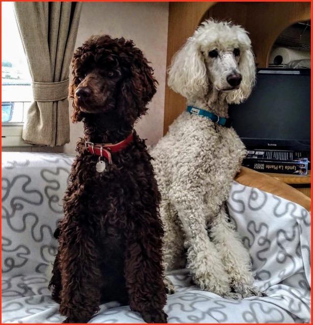 Quality food, varied and healthy. My dogs love it!