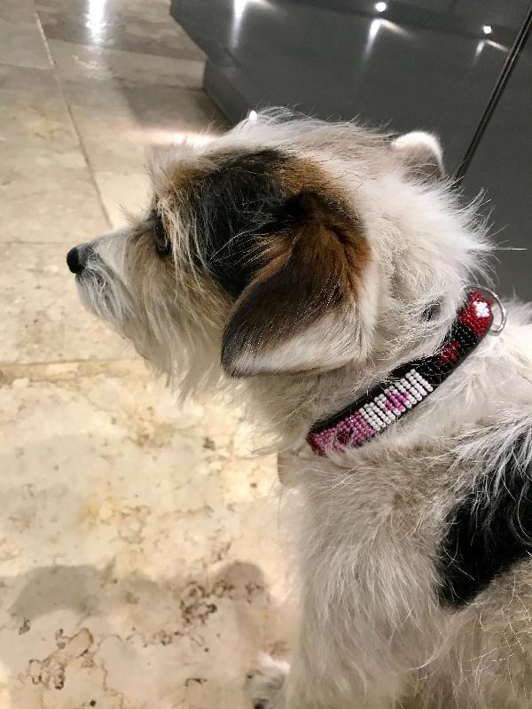 The most gorgeous dog collar ever.