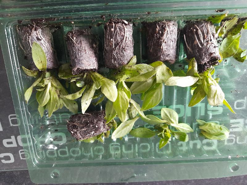 Plants in bad condition on arrival. Not many will survive