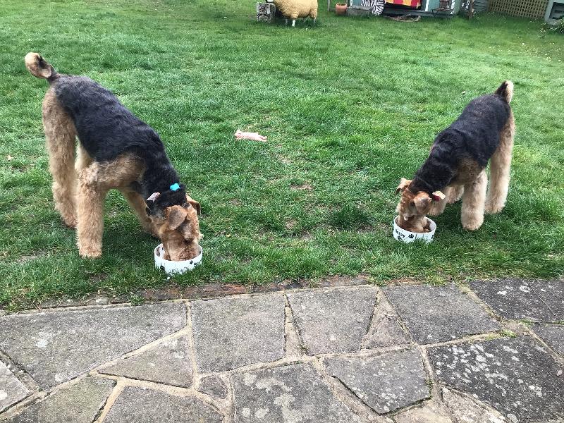 Happy dogs happy me!