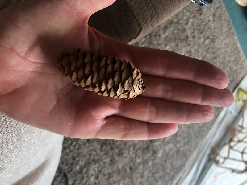 Most poor quality toys apart from one cones a joke
