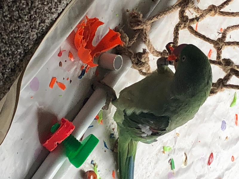 Most poor quality toys apart from one cones a joke