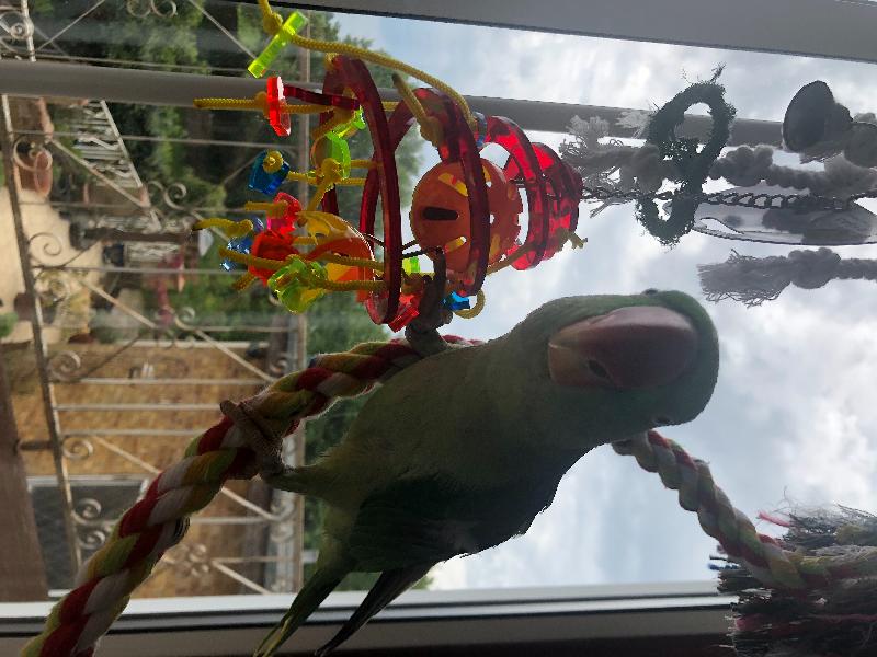 Most poor quality toys apart from one cones a joke