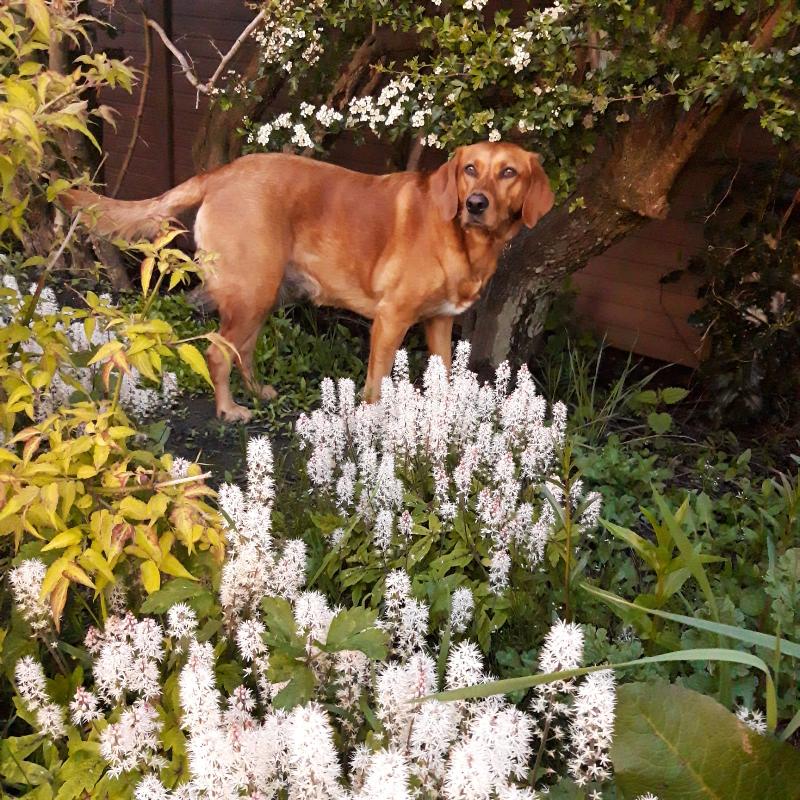 Great for a dog with allergies.
