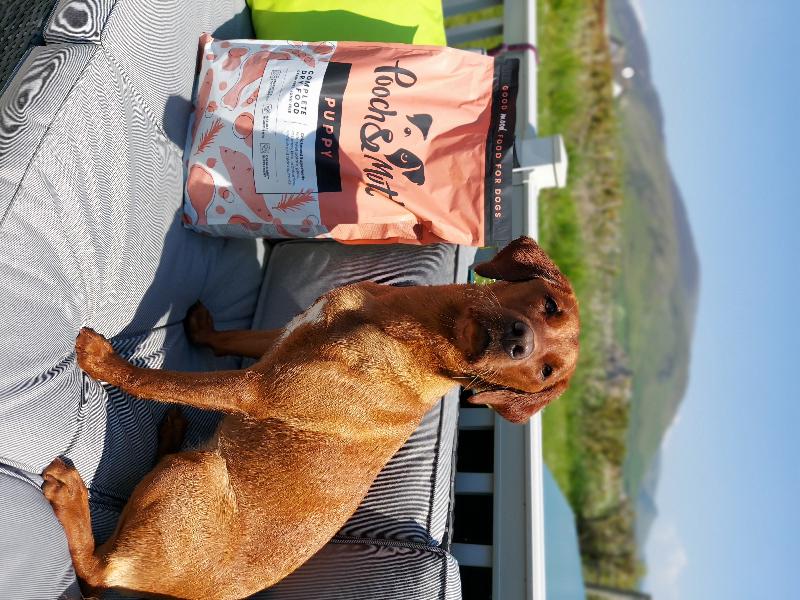 Excellent puppy food