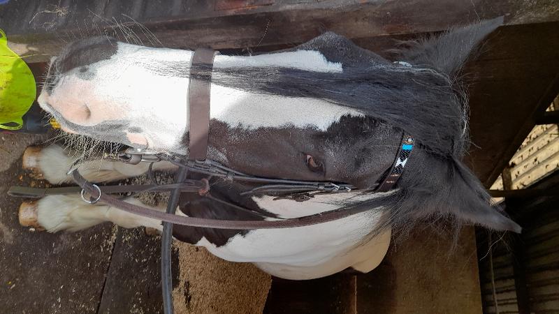 Lovely browband.