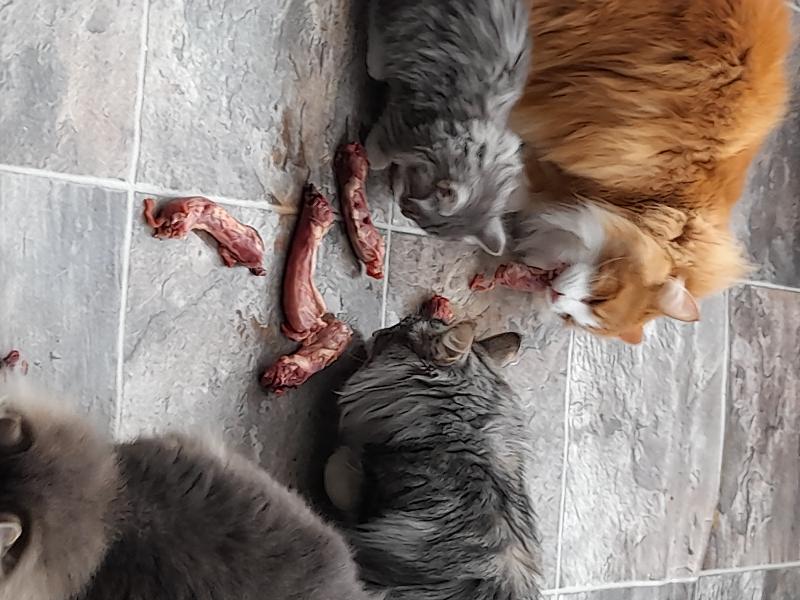Six Happy Cats