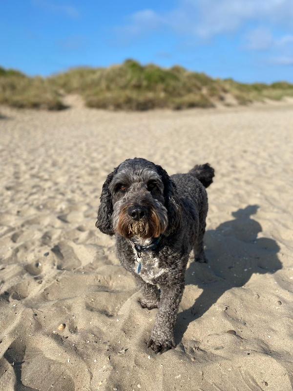 My dog enjoys his Pooch and mutt food and that’s what really matters to me!