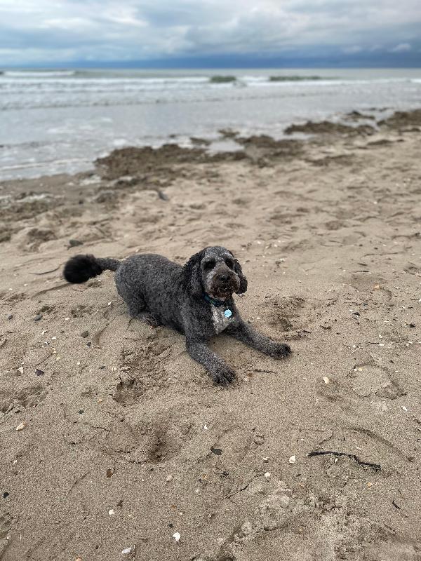 My dog enjoys his Pooch and mutt food and that’s what really matters to me!