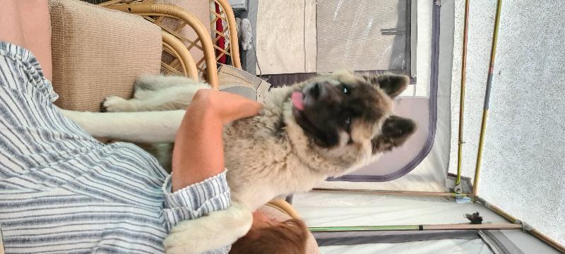 First birthday developing well on natural dog hub grain free food