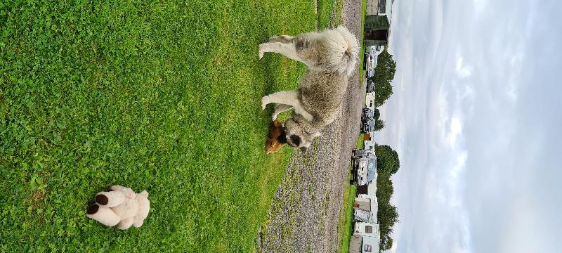 First birthday developing well on natural dog hub grain free food