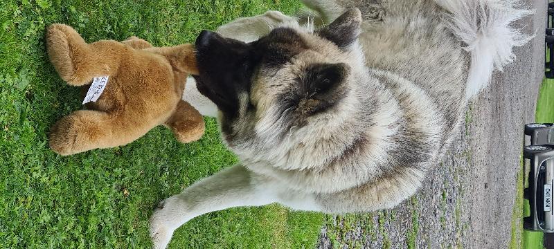 First birthday developing well on natural dog hub grain free food