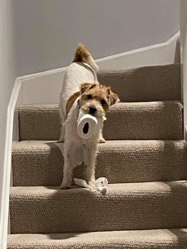 Kibble success