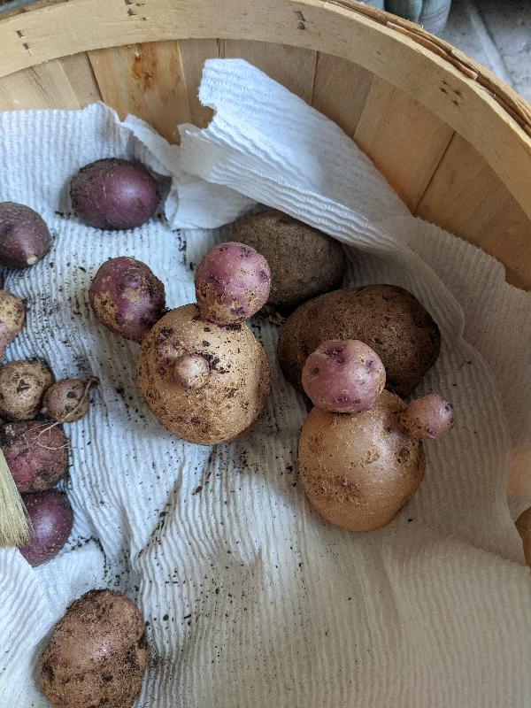 Very Happy and Surprised With Potato Harvest!