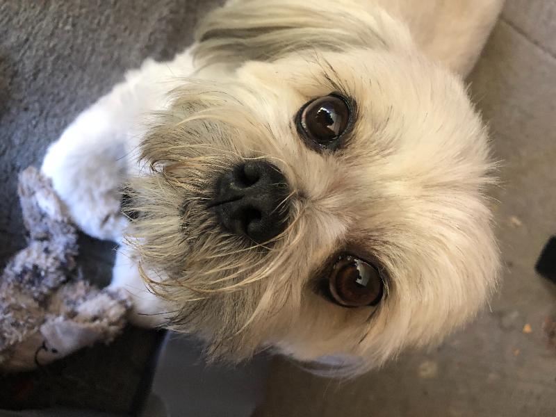 My fussy Lhasa apso absolutely loves the food, she’s got more energy
