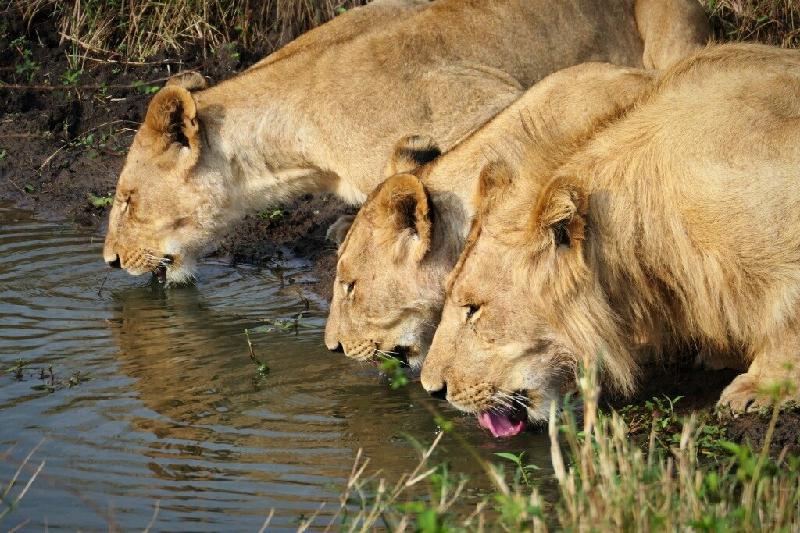 Another Amazing African Adventure!