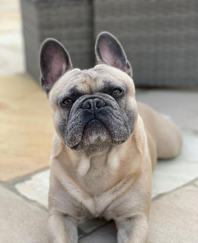 Sometimes changes are better. Frenchie lives the new food