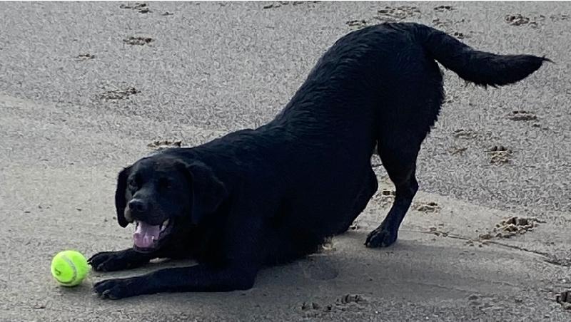 Happy dogs