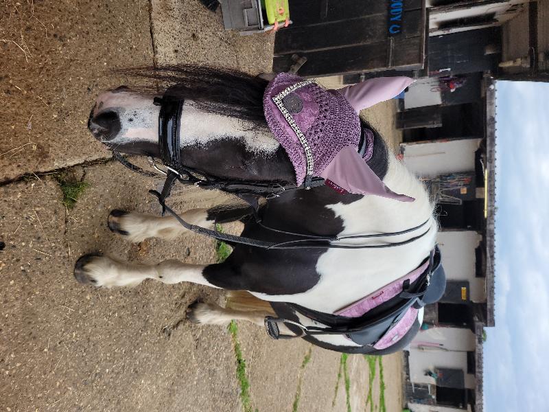 Horze Grayson Snaffle Bridle Black