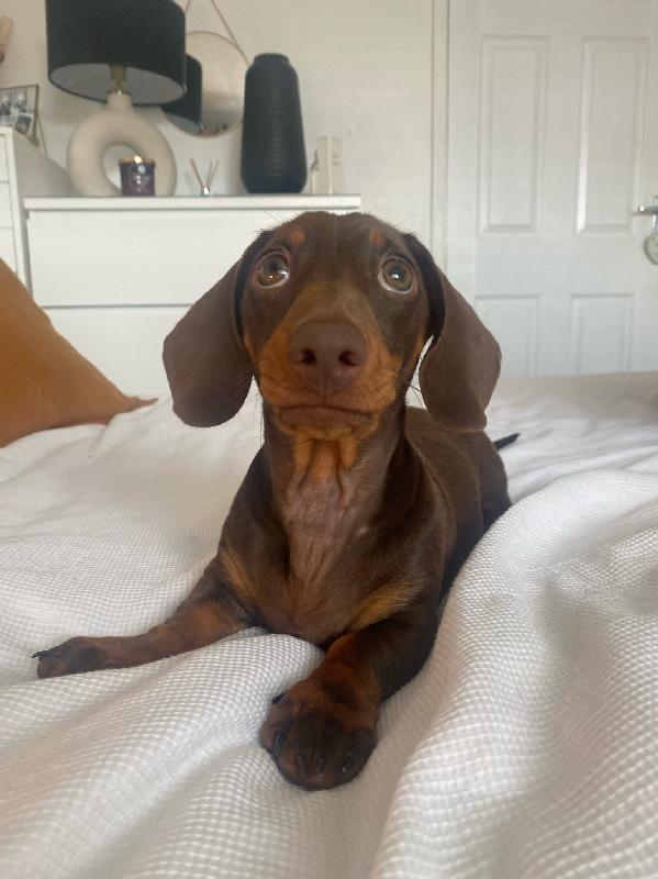 Our pup’s coat has never been so shiny!