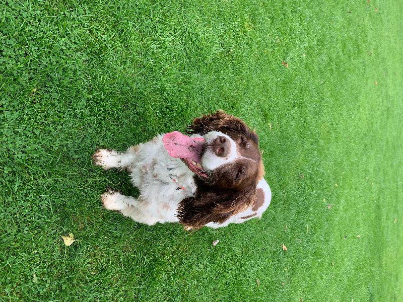 Great products dog loves them all