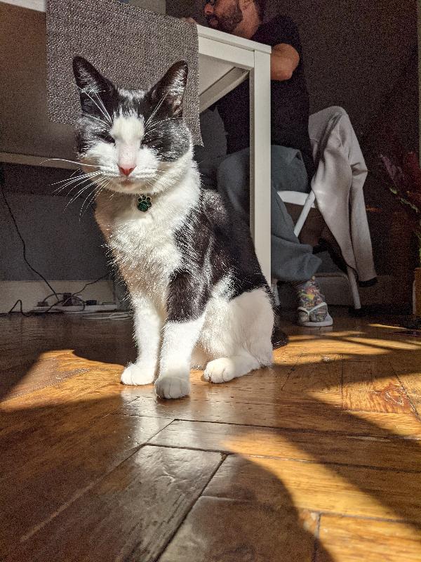 Happy cat happy me