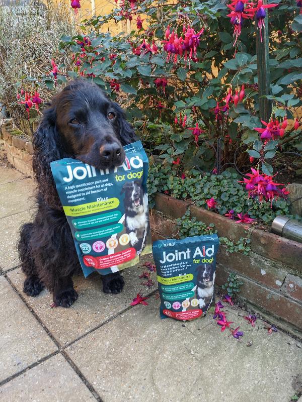 An absolute game changer for my arthritic boy