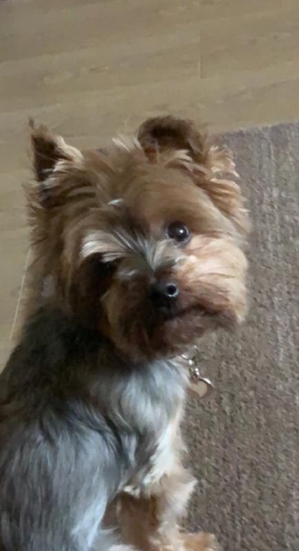 So far I have nothing but good things to say, my yorkie is loving the food