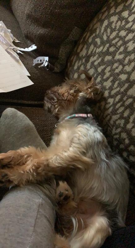 So far I have nothing but good things to say, my yorkie is loving the food