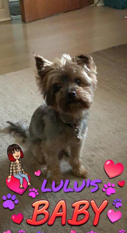 So far I have nothing but good things to say, my yorkie is loving the food
