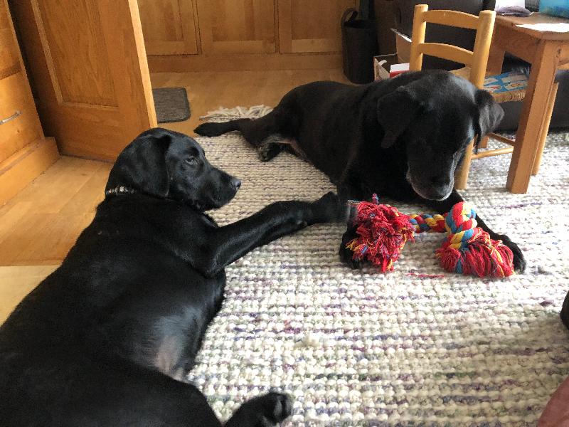 Excellent customer service, great delivery and range of quality dog food