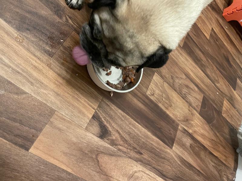 My dogs love it!