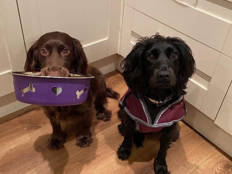 Great dog coat with great service