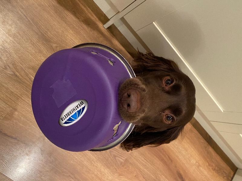 Great dog coat with great service